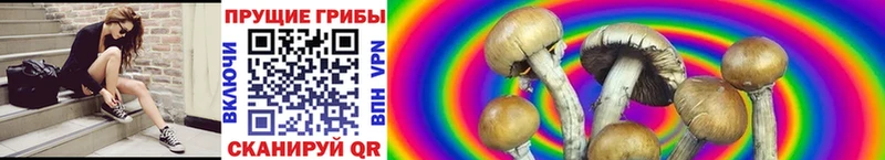 что такое наркотик  Ветлуга  Галлюциногенные грибы Psilocybine cubensis 